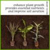 Plant Food Manure for Garden
