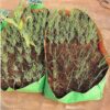 Grow Bags